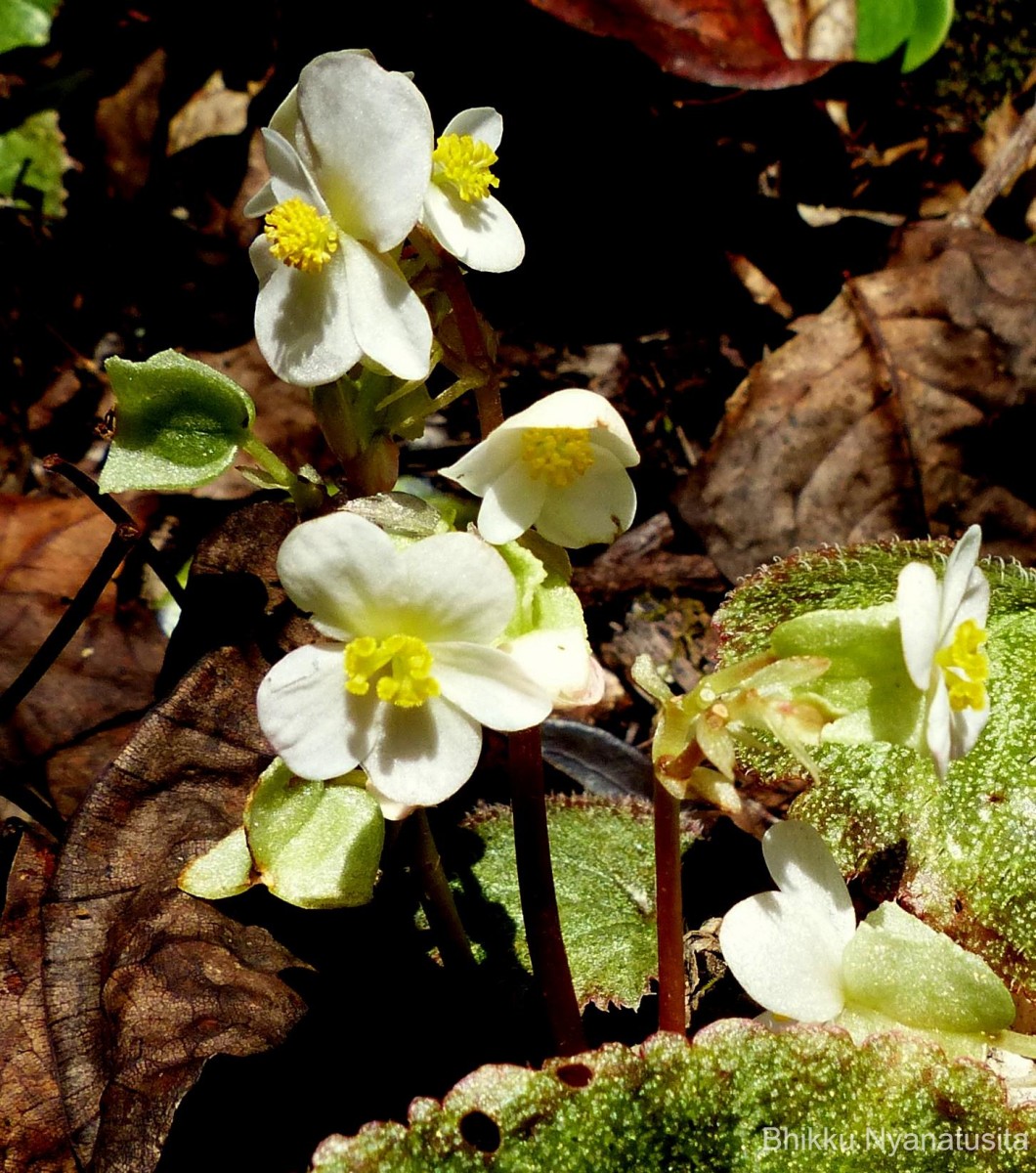 Begonia tenera Dryand.